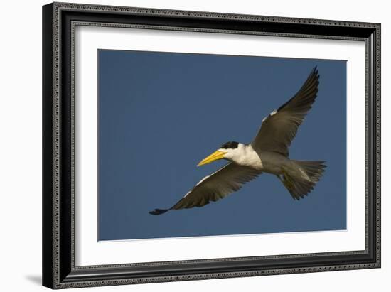 Large-Billed Tern-Joe McDonald-Framed Photographic Print