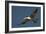 Large-Billed Tern-Joe McDonald-Framed Photographic Print