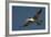 Large-Billed Tern-Joe McDonald-Framed Photographic Print