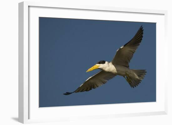 Large-Billed Tern-Joe McDonald-Framed Photographic Print