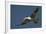 Large-Billed Tern-Joe McDonald-Framed Photographic Print