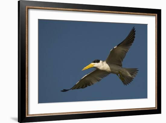 Large-Billed Tern-Joe McDonald-Framed Photographic Print