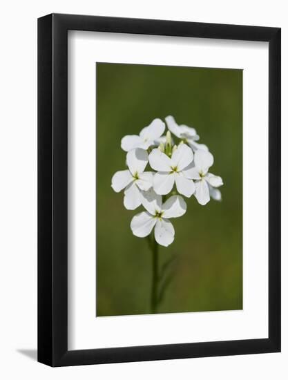 large bittercress, Cardamine amara, wild meadow, blossom-David & Micha Sheldon-Framed Photographic Print