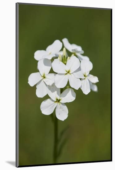 large bittercress, Cardamine amara, wild meadow, blossom-David & Micha Sheldon-Mounted Photographic Print