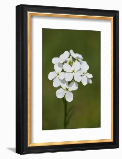 large bittercress, Cardamine amara, wild meadow, blossom-David & Micha Sheldon-Framed Photographic Print