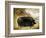 Large Black Pig-Porter Design-Framed Giclee Print