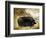 Large Black Pig-Porter Design-Framed Giclee Print