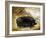 Large Black Pig-Porter Design-Framed Giclee Print