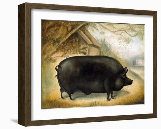 Large Black Pig-Porter Design-Framed Giclee Print