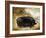 Large Black Pig-Porter Design-Framed Giclee Print