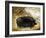 Large Black Pig-Porter Design-Framed Giclee Print