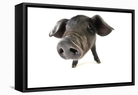 Large Black Piglet-null-Framed Premier Image Canvas