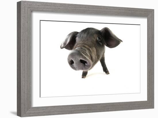 Large Black Piglet-null-Framed Photographic Print