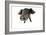 Large Black Piglet-null-Framed Photographic Print