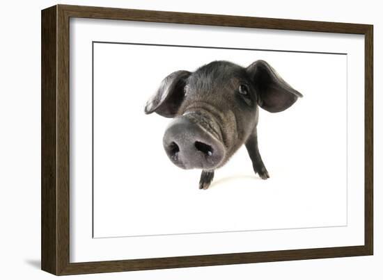 Large Black Piglet-null-Framed Photographic Print