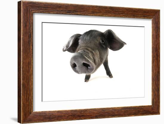 Large Black Piglet-null-Framed Photographic Print