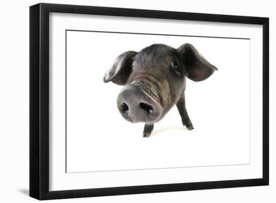 Large Black Piglet-null-Framed Photographic Print