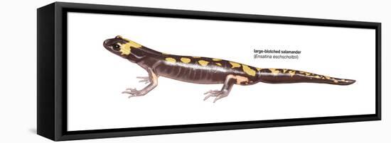 Large-Blotched Salamander (Ensatina Eschscholtzii), Amphibians-Encyclopaedia Britannica-Framed Stretched Canvas