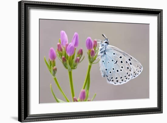 Large Blue Butterfly (Maculinea Arion) on a Common Centaury Flower, Somerset, England, UK-Ross Hoddinott-Framed Photographic Print