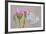 Large Blue Butterfly (Maculinea Arion) on a Common Centaury Flower, Somerset, England, UK-Ross Hoddinott-Framed Photographic Print