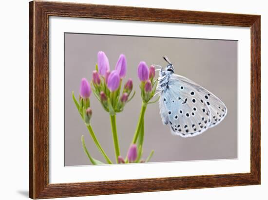 Large Blue Butterfly (Maculinea Arion) on a Common Centaury Flower, Somerset, England, UK-Ross Hoddinott-Framed Photographic Print