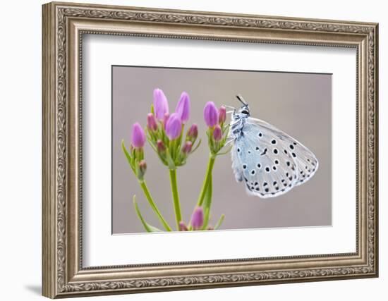 Large Blue Butterfly (Maculinea Arion) on a Common Centaury Flower, Somerset, England, UK-Ross Hoddinott-Framed Photographic Print