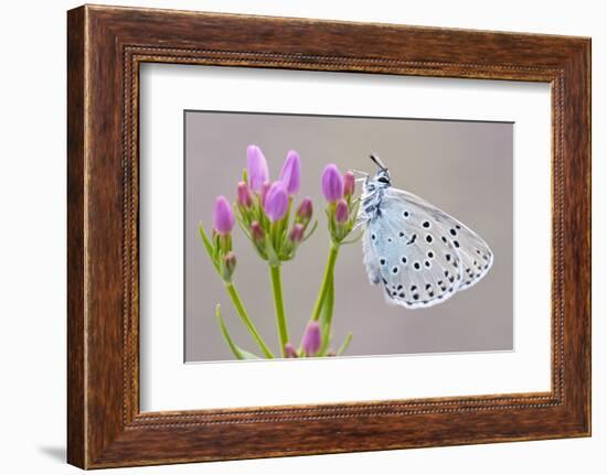 Large Blue Butterfly (Maculinea Arion) on a Common Centaury Flower, Somerset, England, UK-Ross Hoddinott-Framed Photographic Print