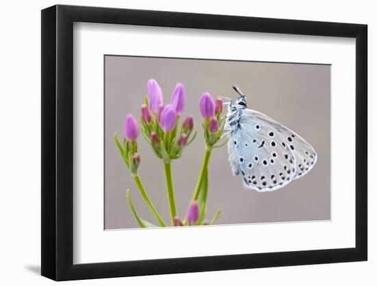 Large Blue Butterfly (Maculinea Arion) on a Common Centaury Flower, Somerset, England, UK-Ross Hoddinott-Framed Photographic Print