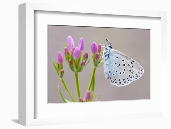 Large Blue Butterfly (Maculinea Arion) on a Common Centaury Flower, Somerset, England, UK-Ross Hoddinott-Framed Photographic Print