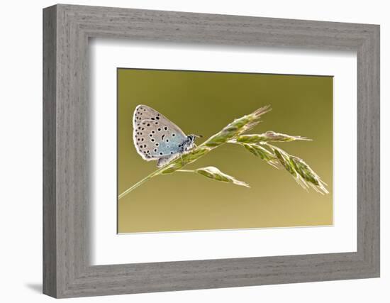 Large blue butterfly on a grass stem, Somerset, England, UK-Ross Hoddinott / 2020VISION-Framed Photographic Print