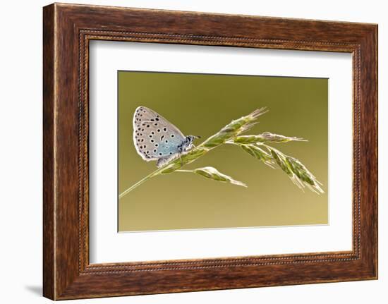 Large blue butterfly on a grass stem, Somerset, England, UK-Ross Hoddinott / 2020VISION-Framed Photographic Print