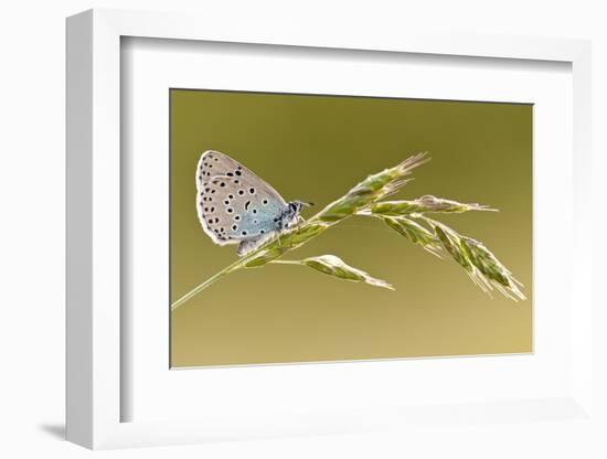 Large blue butterfly on a grass stem, Somerset, England, UK-Ross Hoddinott / 2020VISION-Framed Photographic Print