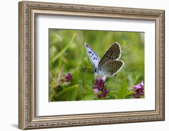 Large Blue Butterfly (Phengaris Arion), Adult Feeding On Flowers Of Wild Thyme (Thymus Drucei)-John Waters-Framed Photographic Print