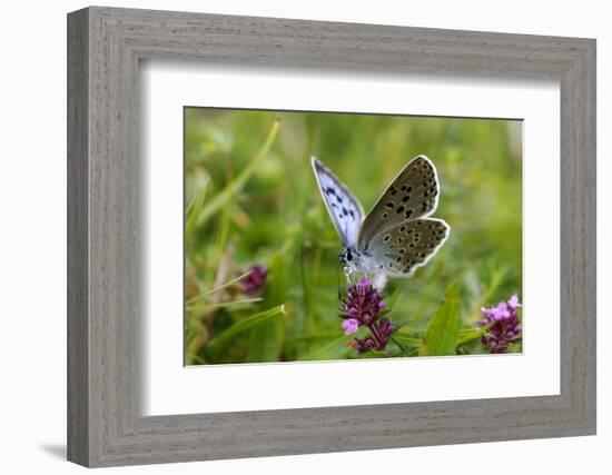 Large Blue Butterfly (Phengaris Arion), Adult Feeding On Flowers Of Wild Thyme (Thymus Drucei)-John Waters-Framed Photographic Print