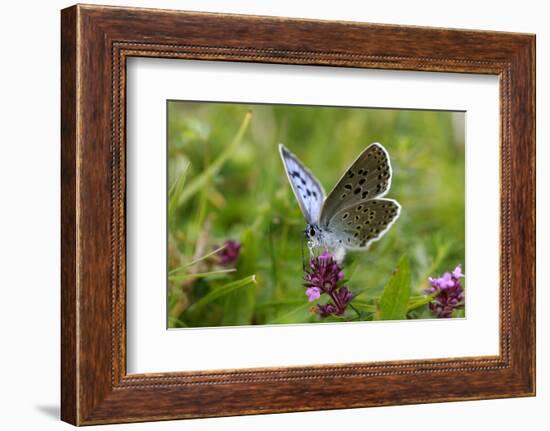 Large Blue Butterfly (Phengaris Arion), Adult Feeding On Flowers Of Wild Thyme (Thymus Drucei)-John Waters-Framed Photographic Print