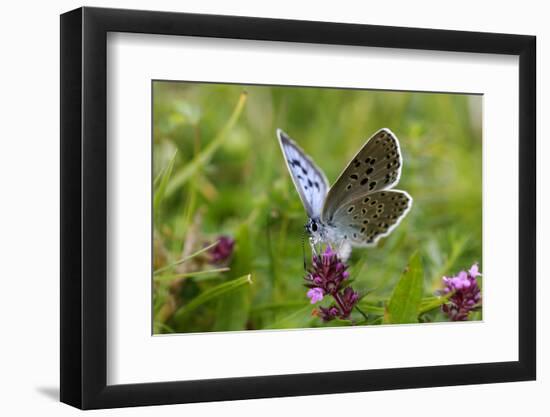 Large Blue Butterfly (Phengaris Arion), Adult Feeding On Flowers Of Wild Thyme (Thymus Drucei)-John Waters-Framed Photographic Print