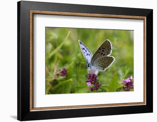 Large Blue Butterfly (Phengaris Arion), Adult Feeding On Flowers Of Wild Thyme (Thymus Drucei)-John Waters-Framed Photographic Print