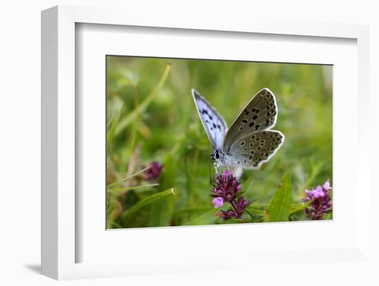 Large Blue Butterfly (Phengaris Arion), Adult Feeding On Flowers Of Wild Thyme (Thymus Drucei)-John Waters-Framed Photographic Print