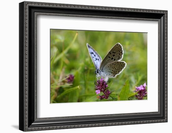 Large Blue Butterfly (Phengaris Arion), Adult Feeding On Flowers Of Wild Thyme (Thymus Drucei)-John Waters-Framed Photographic Print