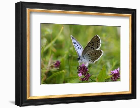 Large Blue Butterfly (Phengaris Arion), Adult Feeding On Flowers Of Wild Thyme (Thymus Drucei)-John Waters-Framed Photographic Print