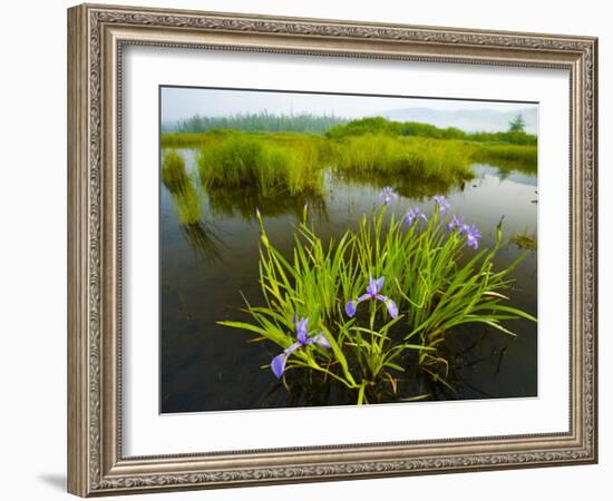 Large Blue Flag on East Inlet in Pittsburg, New Hampshire, USA-Jerry & Marcy Monkman-Framed Photographic Print