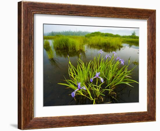 Large Blue Flag on East Inlet in Pittsburg, New Hampshire, USA-Jerry & Marcy Monkman-Framed Photographic Print