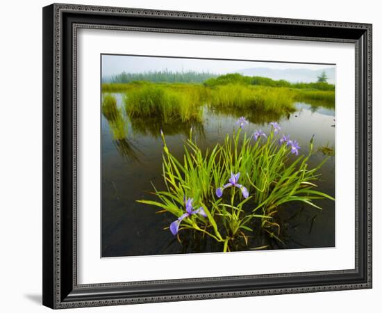 Large Blue Flag on East Inlet in Pittsburg, New Hampshire, USA-Jerry & Marcy Monkman-Framed Photographic Print