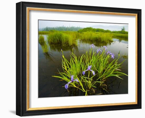 Large Blue Flag on East Inlet in Pittsburg, New Hampshire, USA-Jerry & Marcy Monkman-Framed Photographic Print