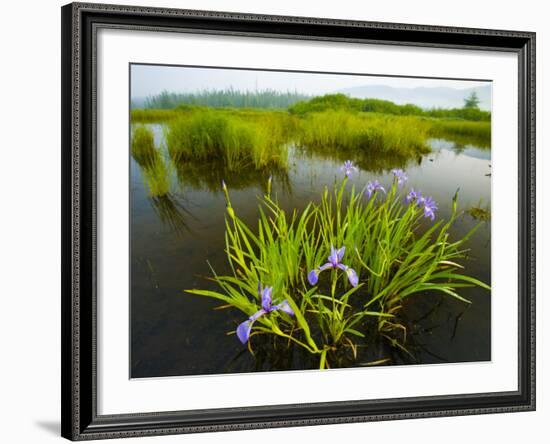 Large Blue Flag on East Inlet in Pittsburg, New Hampshire, USA-Jerry & Marcy Monkman-Framed Photographic Print