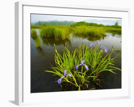 Large Blue Flag on East Inlet in Pittsburg, New Hampshire, USA-Jerry & Marcy Monkman-Framed Photographic Print