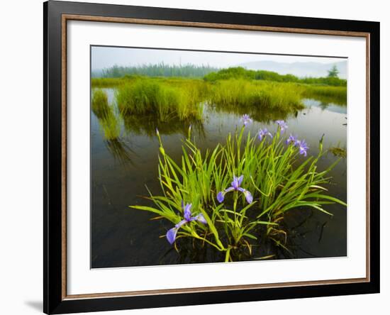 Large Blue Flag on East Inlet in Pittsburg, New Hampshire, USA-Jerry & Marcy Monkman-Framed Photographic Print