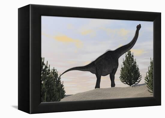 Large Brachiosaurus Amongst Pine Trees-null-Framed Stretched Canvas