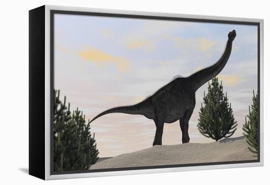 Large Brachiosaurus Amongst Pine Trees-null-Framed Stretched Canvas