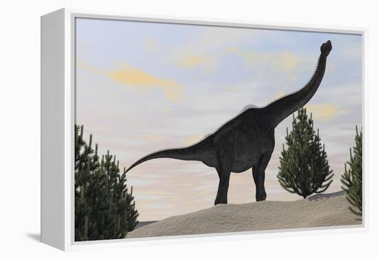 Large Brachiosaurus Amongst Pine Trees-null-Framed Stretched Canvas